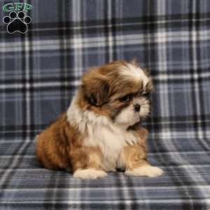 Becka, Shih Tzu Puppy